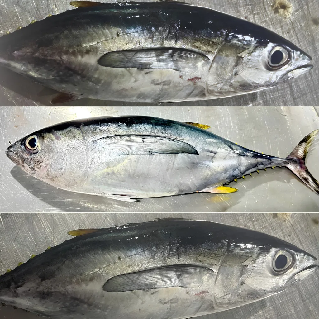 Tuna & Shellfish
